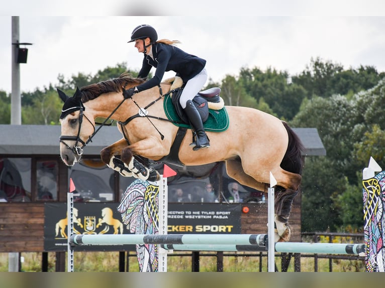 Lusitanien Hongre 13 Ans 164 cm Isabelle in Stary Kraszew