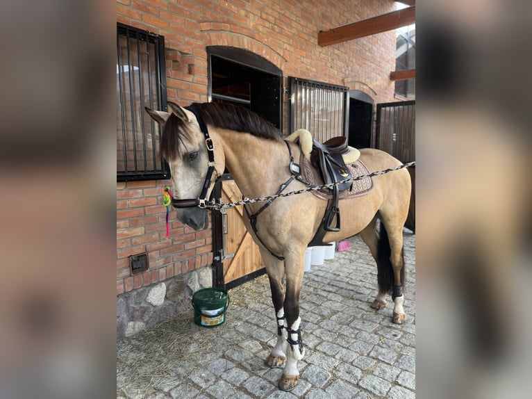 Lusitanien Hongre 13 Ans 164 cm Isabelle in Stary Kraszew