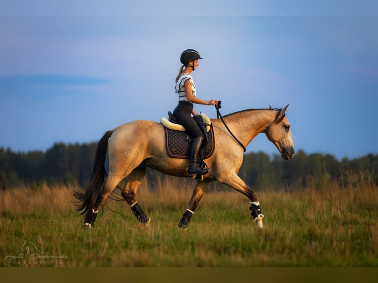 Lusitanien Hongre 13 Ans 164 cm Isabelle in Stary Kraszew