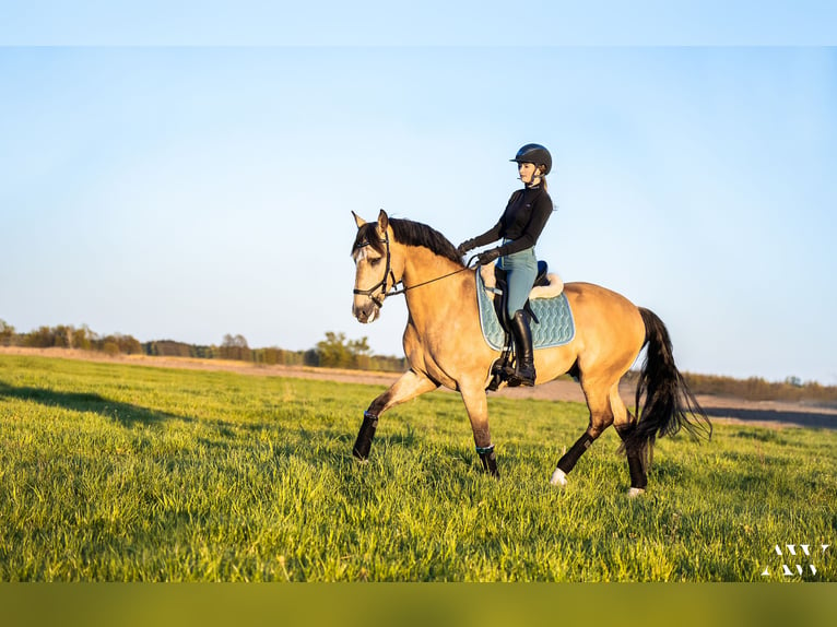 Lusitanien Hongre 13 Ans 164 cm Isabelle in Stary Kraszew