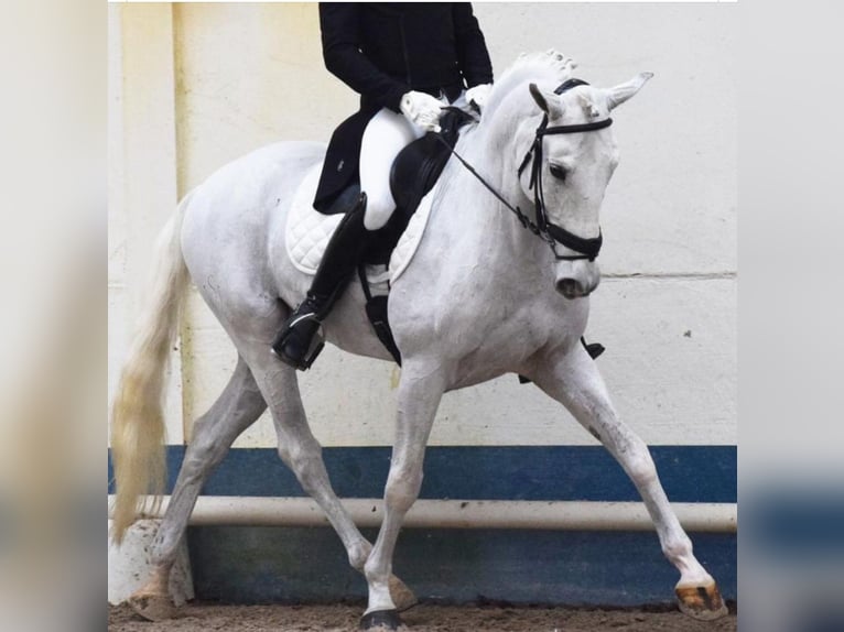 Lusitanien Hongre 13 Ans 165 cm Blanc in Rombas