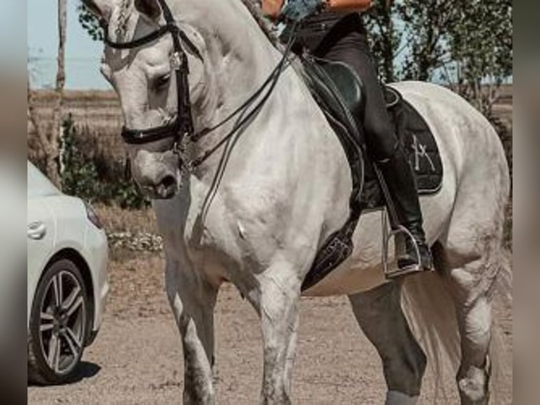 Lusitanien Croisé Hongre 13 Ans 167 cm Gris in Badajoz