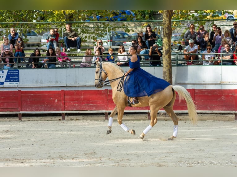 Lusitanien Croisé Hongre 13 Ans 170 cm Palomino in Santok