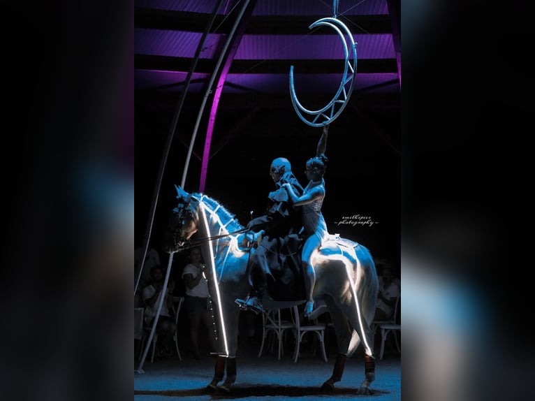 Lusitanien Croisé Hongre 13 Ans 170 cm Palomino in Santok