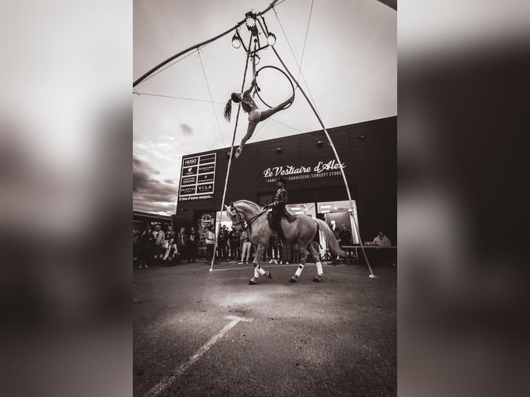 Lusitanien Croisé Hongre 13 Ans 170 cm Palomino in Santok