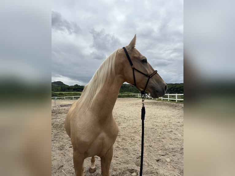 Lusitanien Hongre 13 Ans 170 cm Palomino in Boo De Pielagos