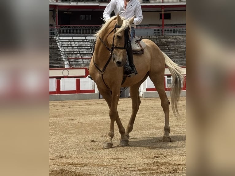 Lusitanien Hongre 13 Ans 170 cm Palomino in Boo De Pielagos