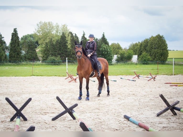 Lusitanien Hongre 14 Ans 157 cm Bai in Leipzig