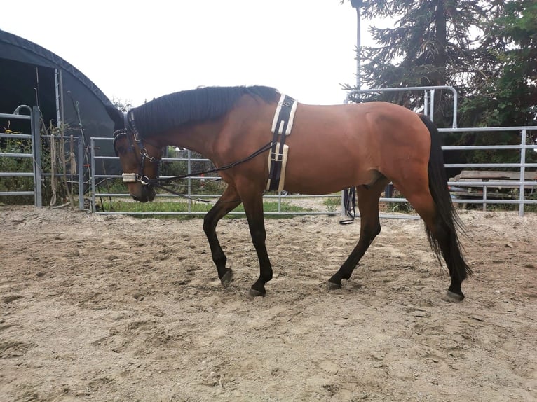 Lusitanien Hongre 14 Ans 157 cm Bai in Leipzig