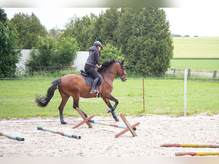 Lusitanien Hongre 14 Ans 157 cm Bai in Leipzig