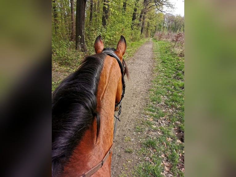 Lusitanien Hongre 14 Ans 157 cm Bai in Leipzig