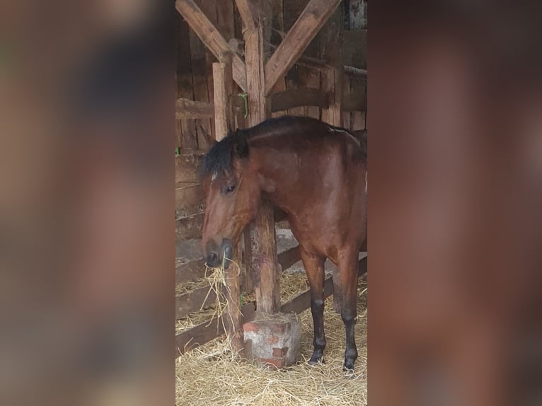 Lusitanien Hongre 14 Ans 160 cm in Hamburg Allermöhe