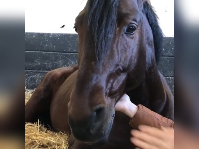 Lusitanien Hongre 14 Ans 162 cm Bai cerise in Kapele