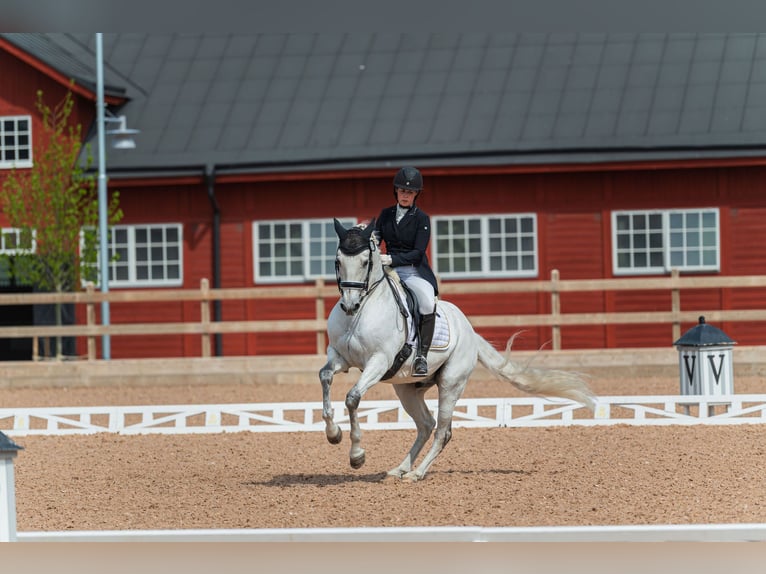 Lusitanien Hongre 14 Ans 162 cm Gris in Stallarholmen