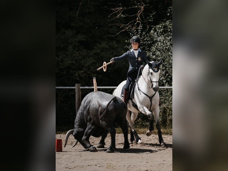 Lusitanien Hongre 14 Ans 162 cm Gris in Stallarholmen