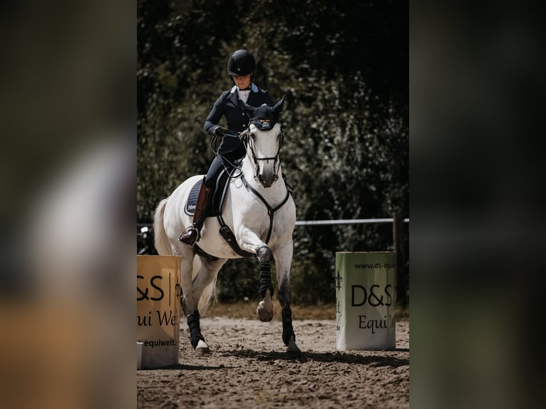 Lusitanien Hongre 14 Ans 162 cm Gris in Stallarholmen
