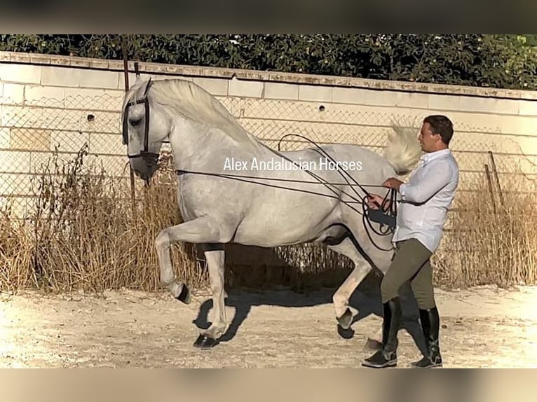 Lusitanien Hongre 14 Ans 163 cm Blanc in Sevilla