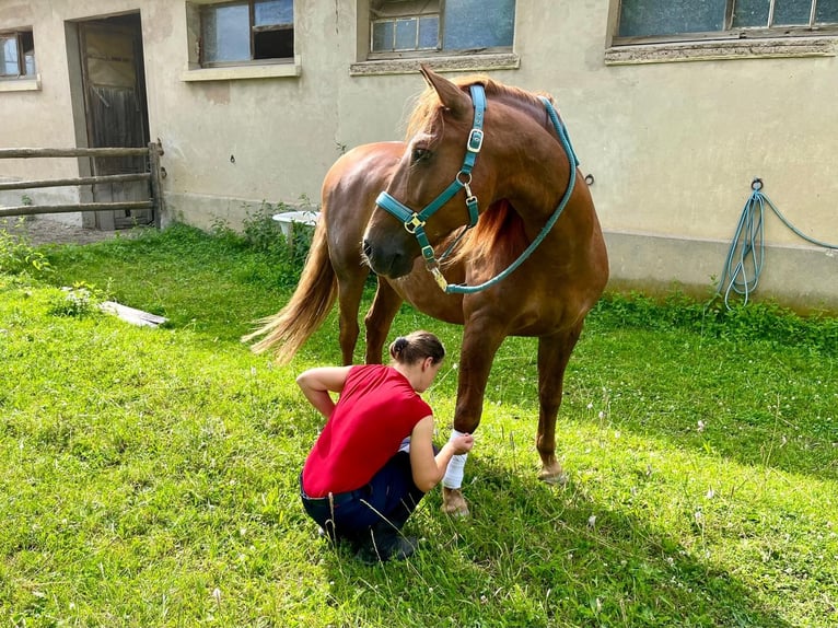 Lusitanien Hongre 14 Ans 164 cm Alezan in Karlsruhe