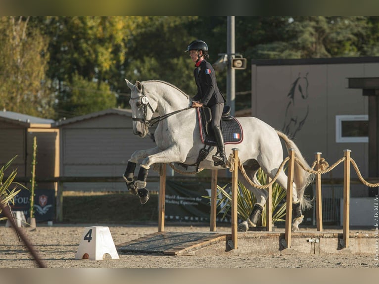 Lusitanien Hongre 14 Ans 168 cm Gris in Ain