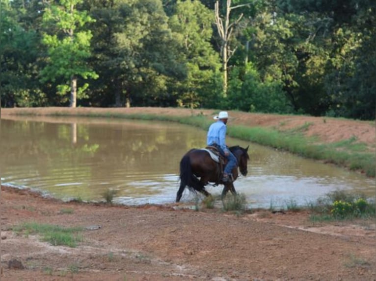 Lusitanien Hongre 15 Ans 152 cm Bai cerise in Grand Saline TX