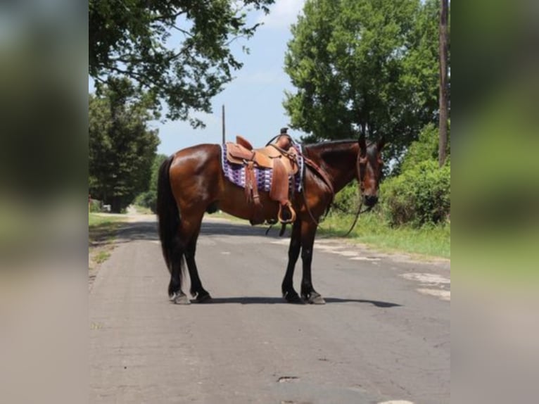 Lusitanien Hongre 15 Ans 152 cm Bai cerise in Grand Saline TX