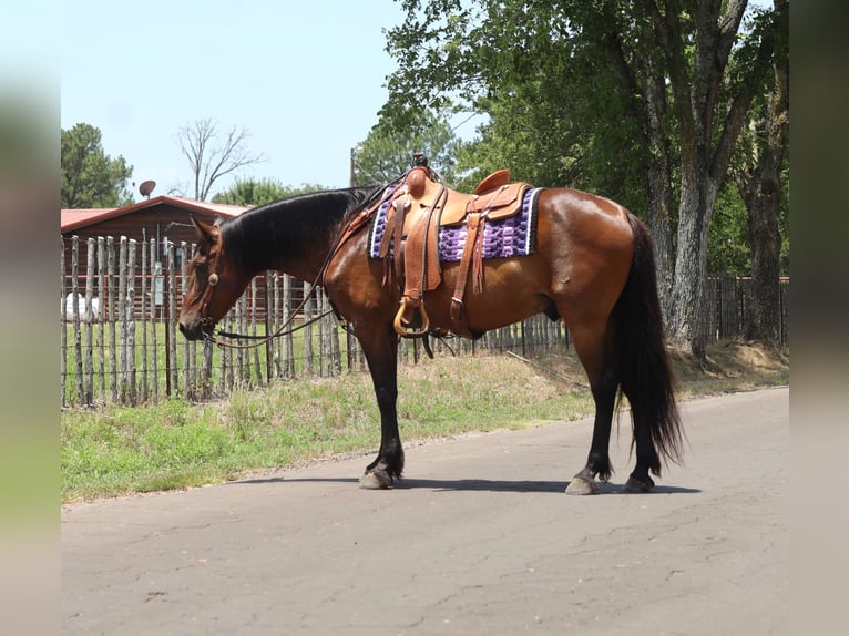 Lusitanien Hongre 15 Ans 152 cm Bai cerise in Grand Saline TX