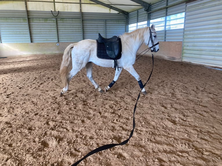 Lusitanien Croisé Hongre 15 Ans 154 cm Gris in Niddatal