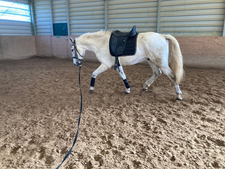 Lusitanien Croisé Hongre 15 Ans 154 cm Gris in Niddatal