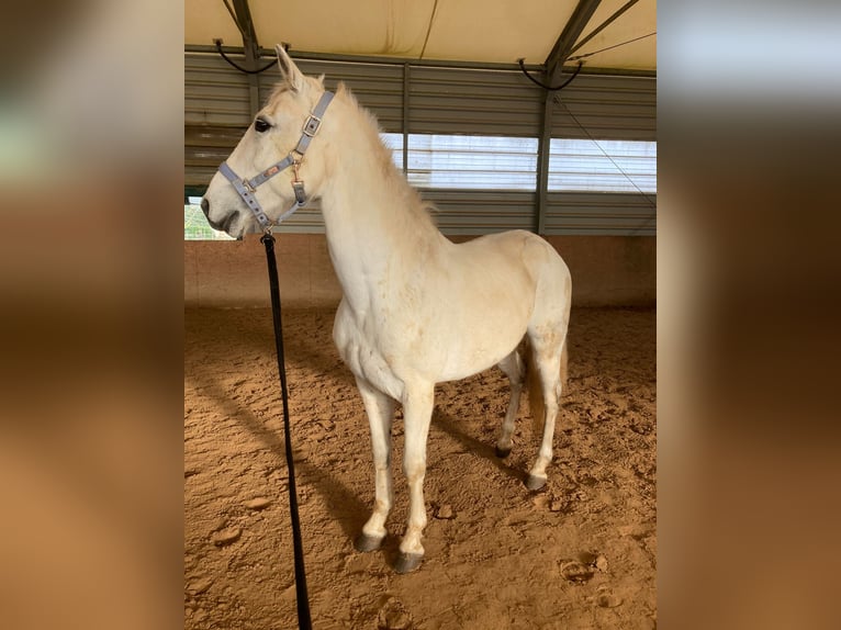 Lusitanien Croisé Hongre 15 Ans 154 cm Gris in Niddatal