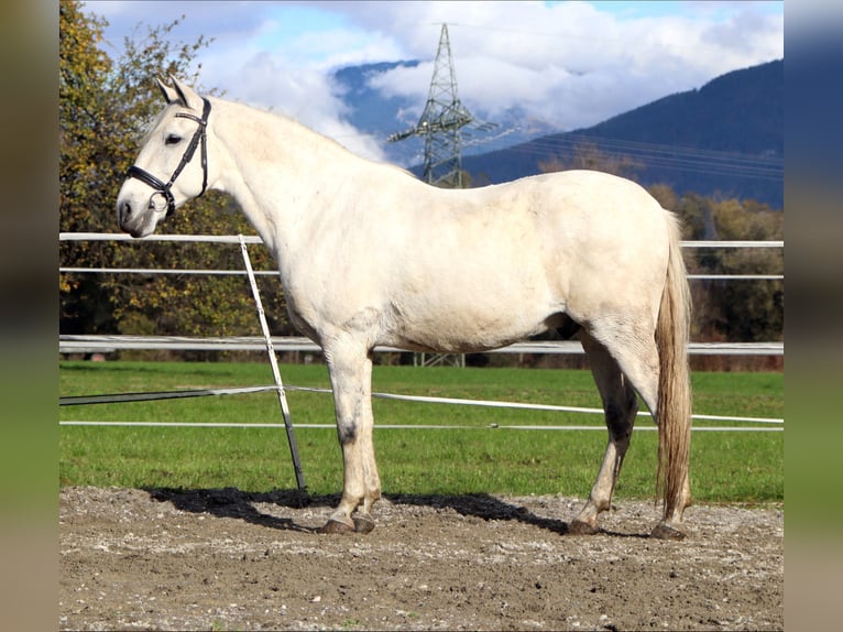 Lusitanien Hongre 15 Ans 155 cm Gris in Kirchbichl