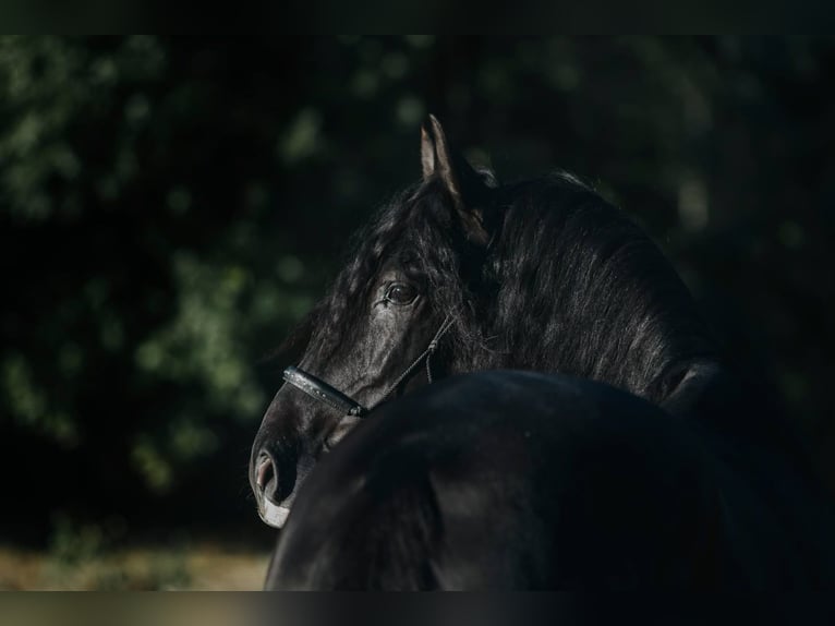 Lusitanien Hongre 15 Ans 159 cm Noir in Bredene