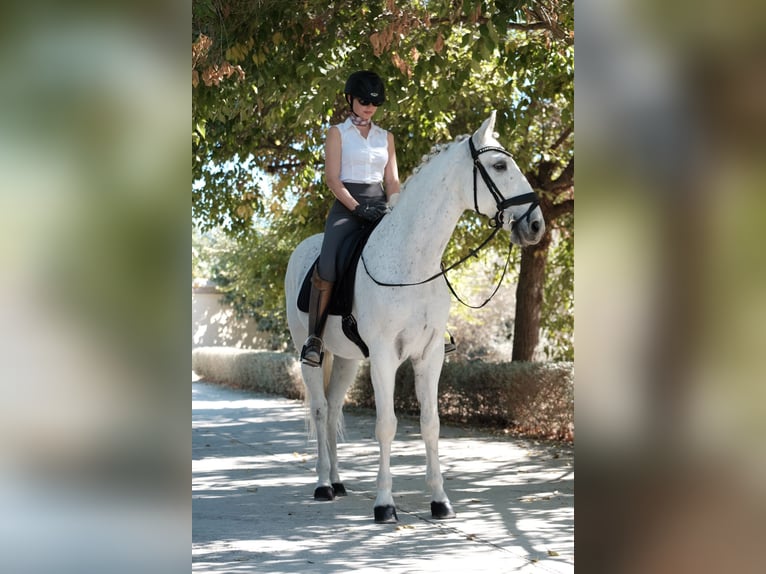 Lusitanien Hongre 15 Ans 164 cm Blanc in Malaga