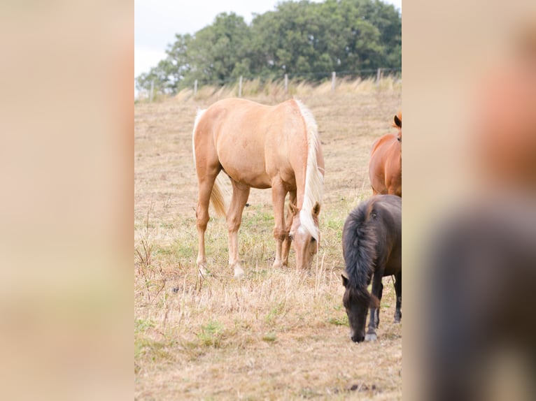 Lusitanien Hongre 16 Ans 160 cm Palomino in Brains