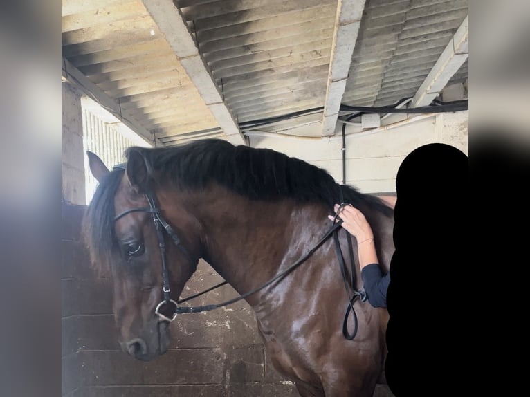 Lusitanien Croisé Hongre 16 Ans 162 cm Bai cerise in Kapele