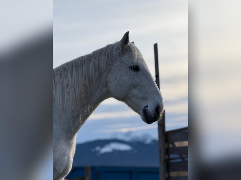 Lusitanien Hongre 17 Ans 157 cm Gris in Goldingen