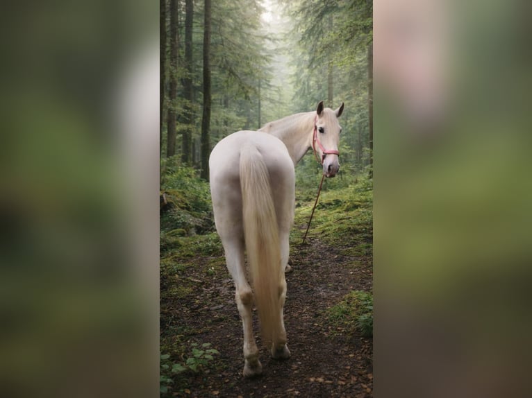 Lusitanien Hongre 17 Ans 167 cm Gris in Ostbevern