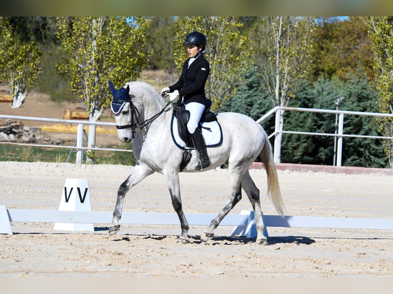 Lusitanien Croisé Hongre 18 Ans 157 cm Gris in Valdetorres De Jarama