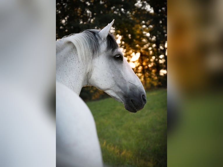 Lusitanien Hongre 19 Ans 155 cm Gris in Ebern