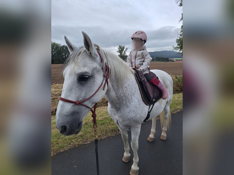 Lusitanien Hongre 19 Ans 155 cm Gris in Ebern