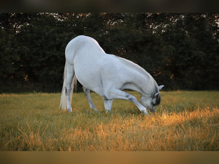 Lusitanien Hongre 20 Ans 155 cm Gris in Ebern