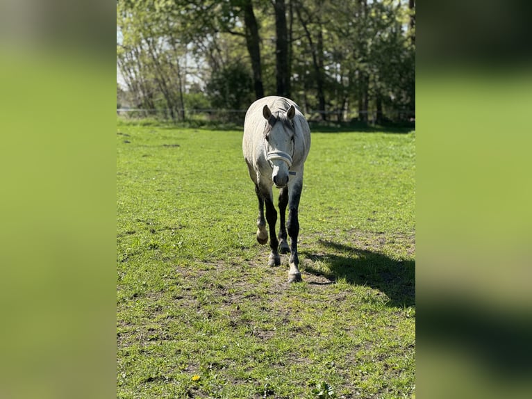 Lusitanien Hongre 20 Ans 165 cm Gris pommelé in Stemwede Lusitanien Hongre 20 Ans 165 cm Gris pommelé in Stemwede