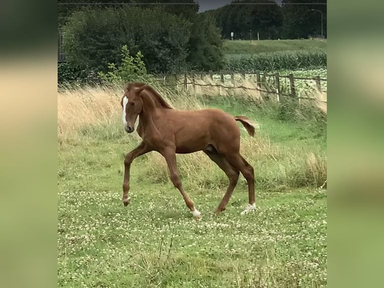 Lusitanien Hongre 2 Ans 168 cm Alezan in NeerlooN