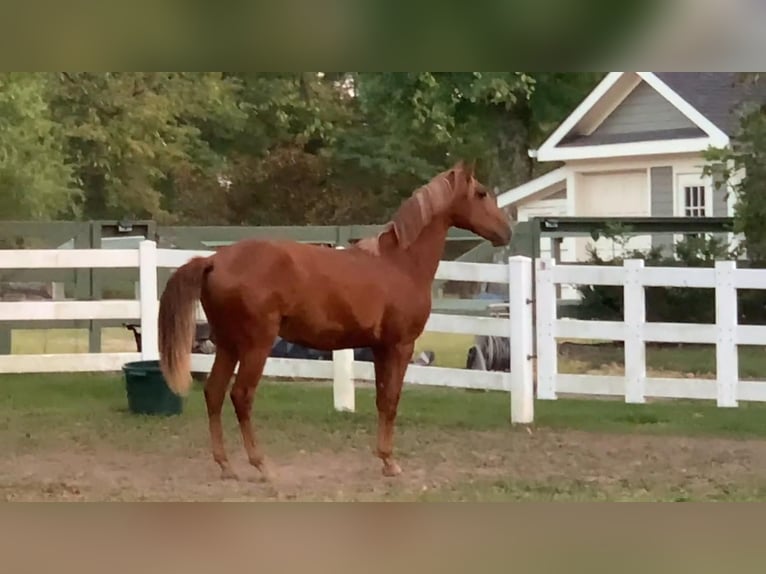 Lusitanien Hongre 2 Ans Alezan brûlé in Stockton, NJ