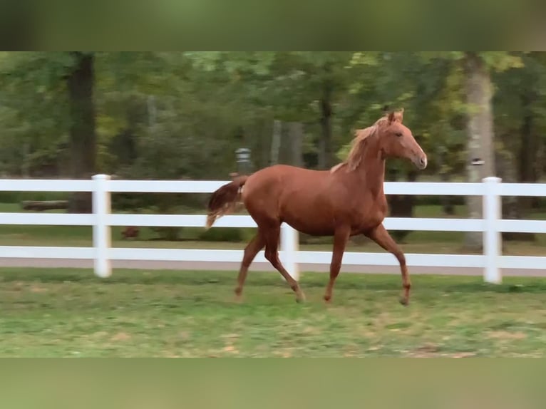 Lusitanien Hongre 2 Ans Alezan brûlé in Stockton, NJ