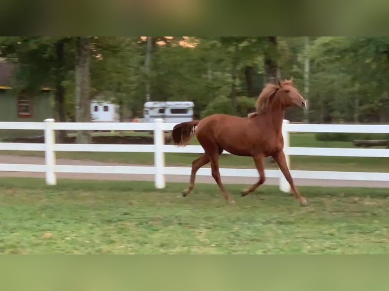 Lusitanien Hongre 2 Ans Alezan brûlé in Stockton, NJ