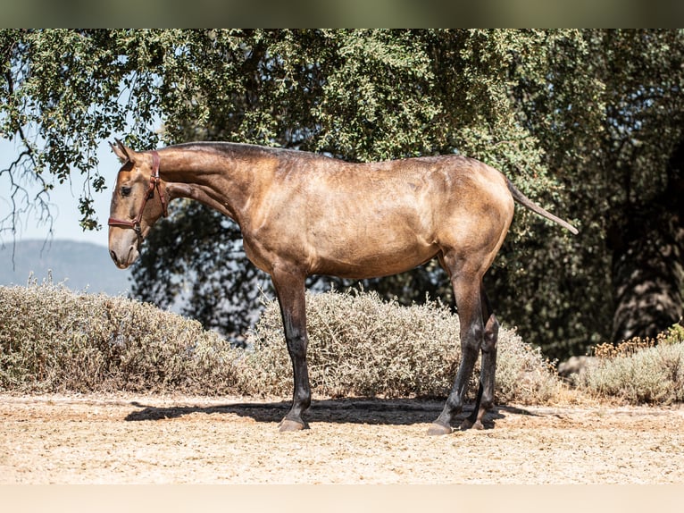 Lusitanien Hongre 2 Ans Aubère in Sierra, La (Benadalid)montecorto