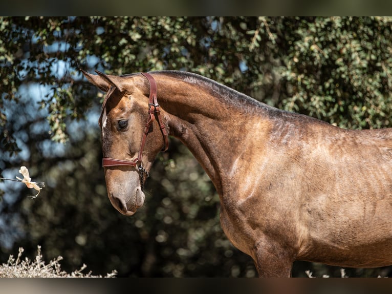 Lusitanien Hongre 2 Ans Aubère in Sierra, La (Benadalid)montecorto