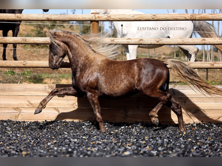 Lusitanien Croisé Hongre 3 Ans 147 cm Palomino in Générac