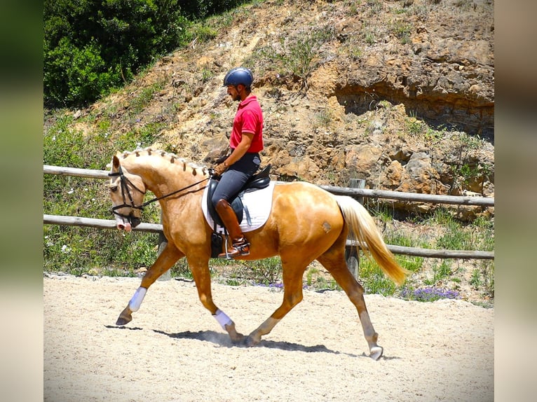 Lusitanien Hongre 3 Ans 156 cm Palomino in Ribamar