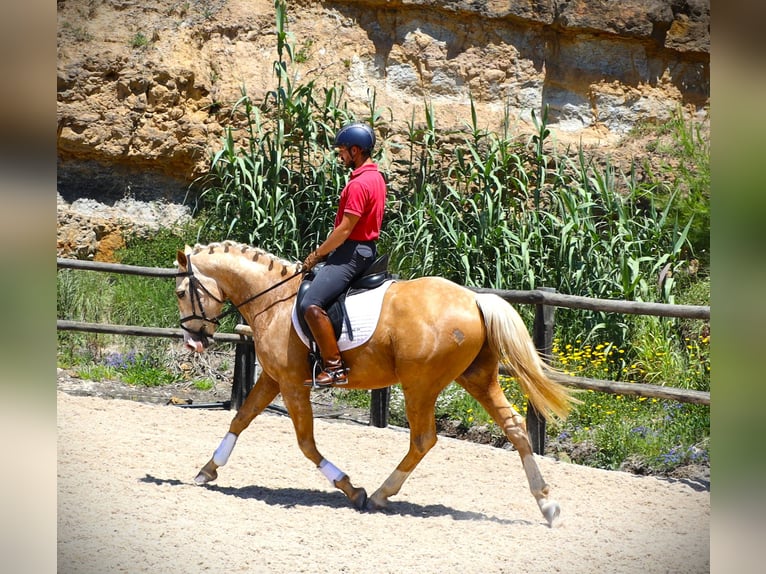 Lusitanien Hongre 3 Ans 156 cm Palomino in Ribamar